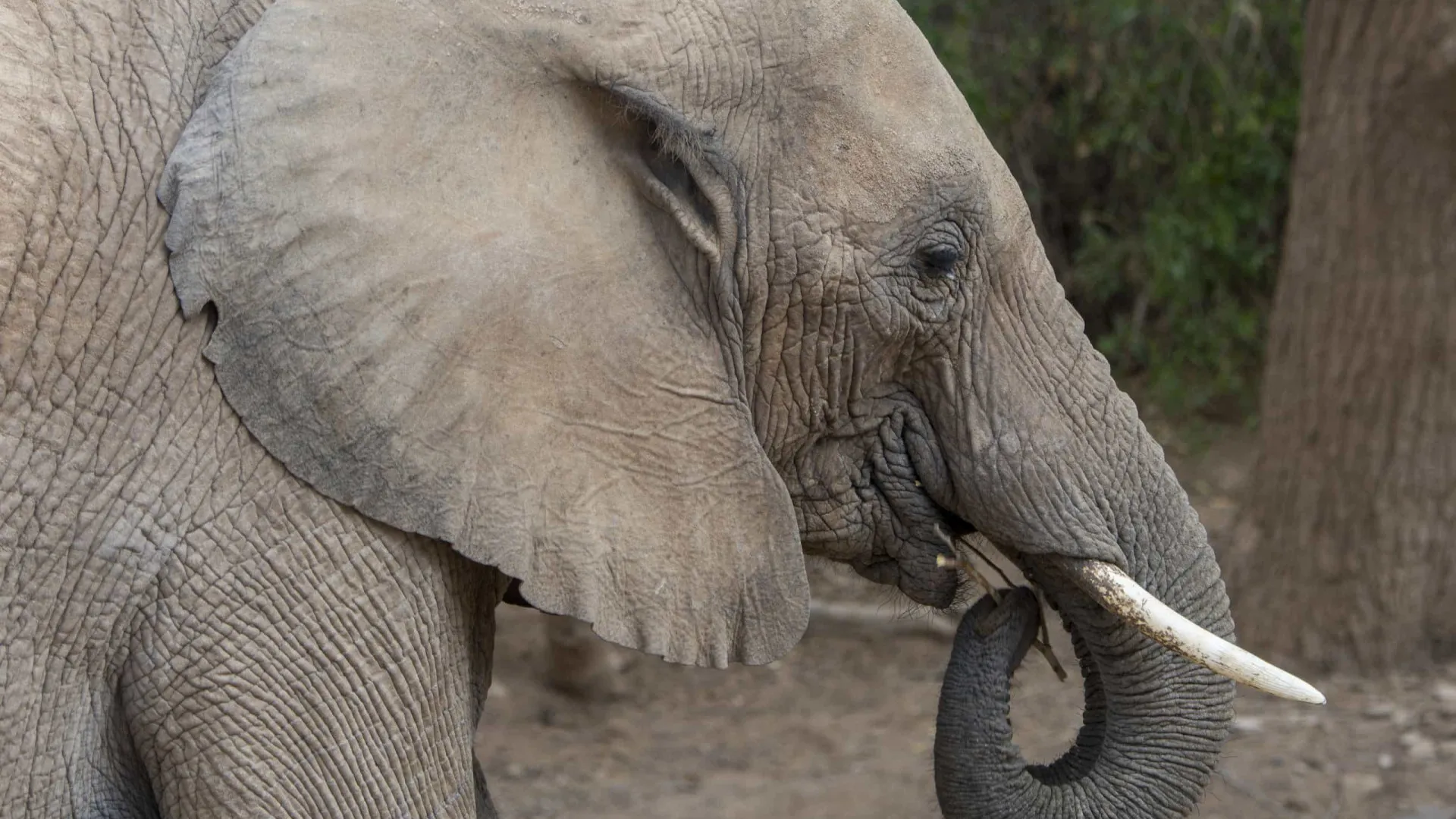 Turista morto por elefante na África do Sul estaria tentando salvar neto