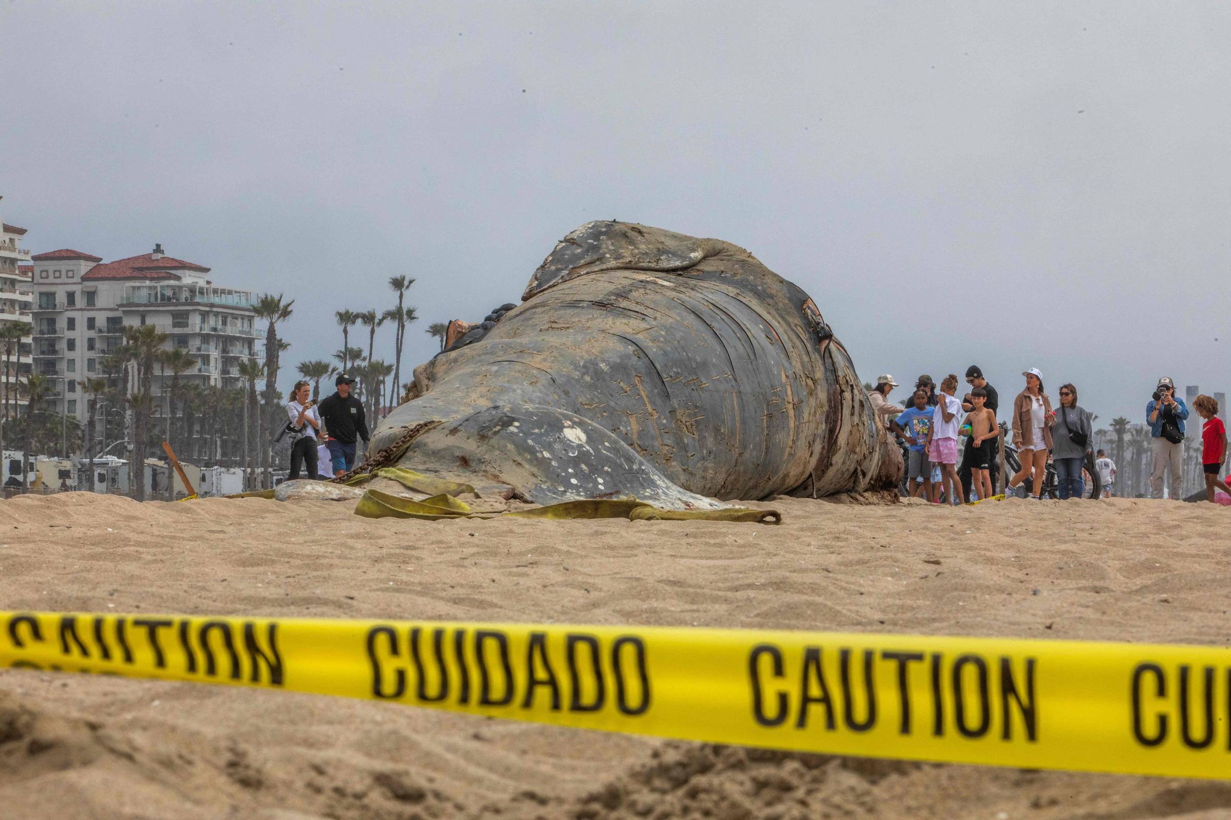 Uma grande baleia encalhada na areia de uma praia, cercada por uma fita de advertência amarela com as palavras