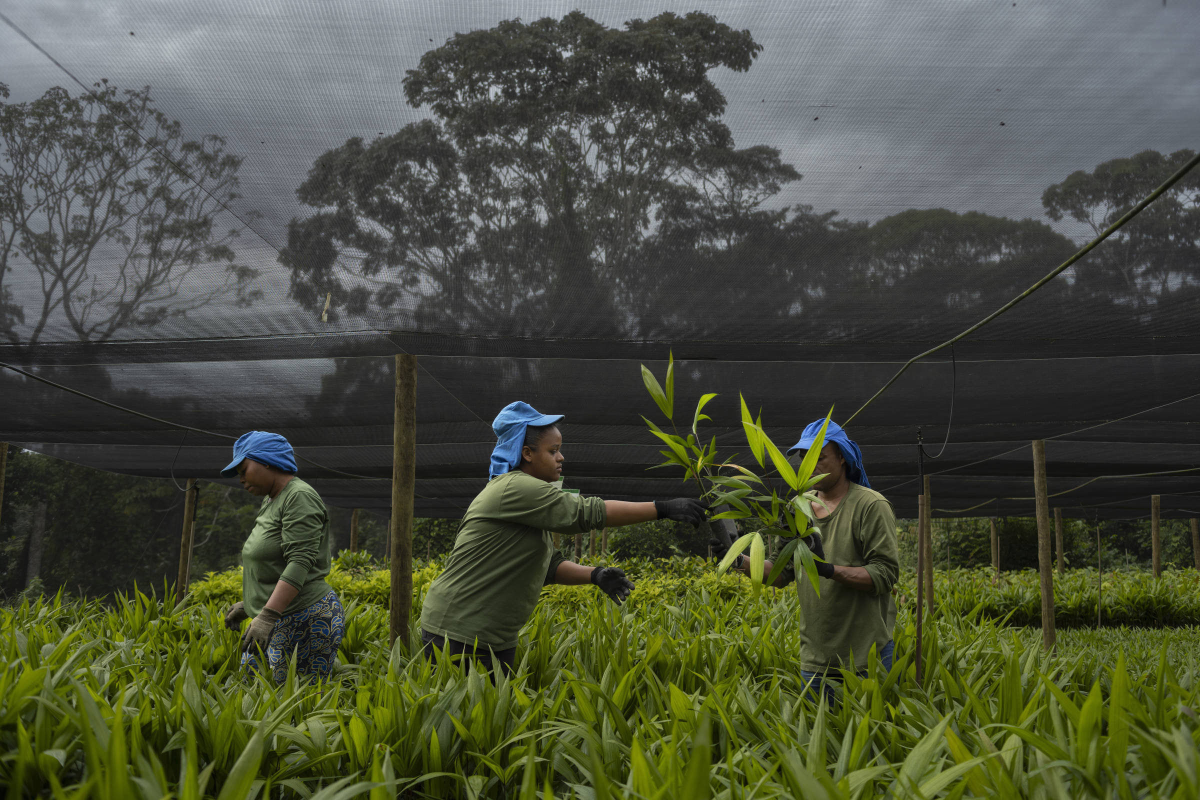 A imagem mostra três pessoas trabalhando em um viveiro de plantas. Elas estão vestidas com camisetas de manga longa e bonés azuis, e estão cercadas por plantas verdes. O ambiente é coberto por uma rede de sombreamento, e ao fundo, há árvores e um céu nublado.