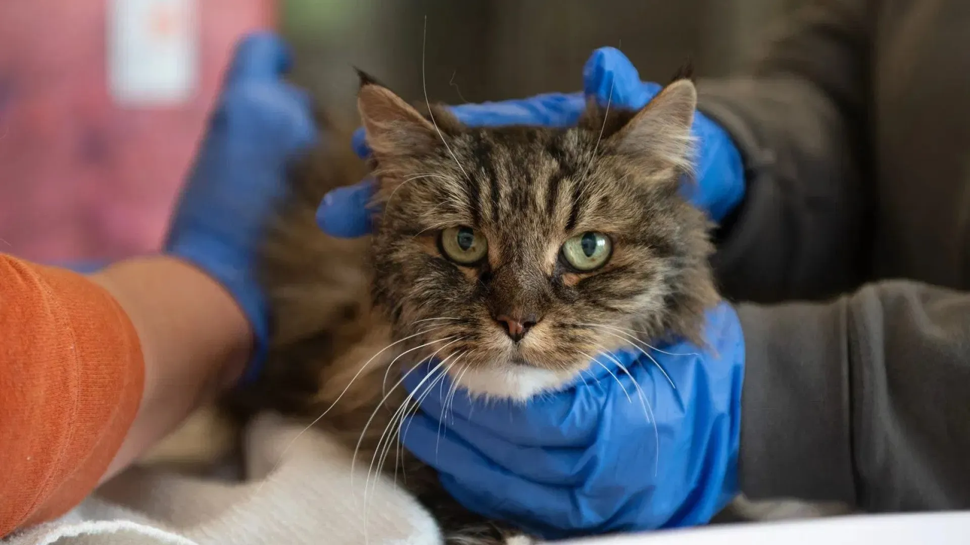 Gata é única sobrevivente de queda de 116 metros em desfiladeiro nos EUA