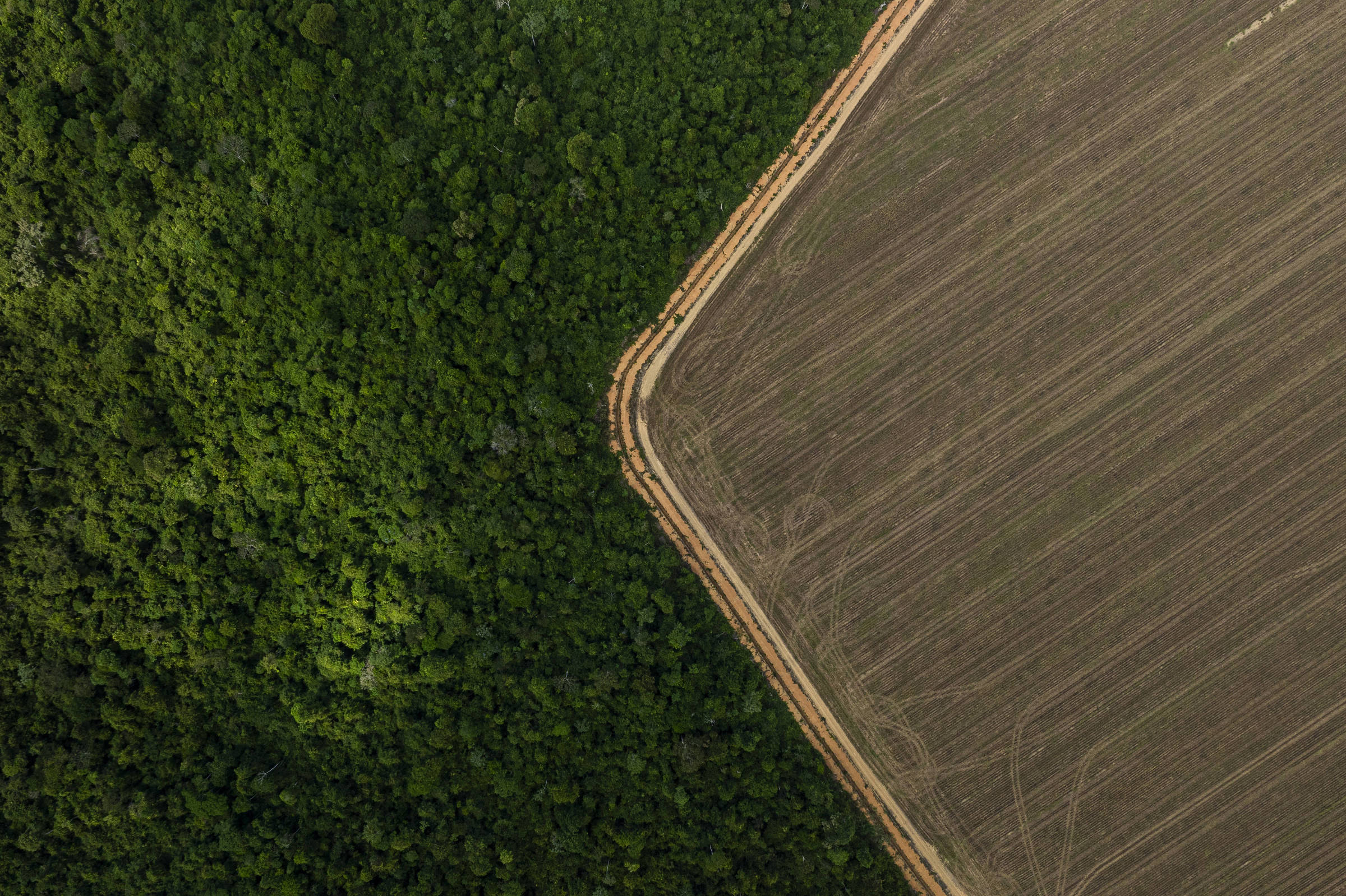 A imagem mostra uma divisão clara entre uma área de floresta densa e um terreno cultivado. A parte esquerda da imagem é coberta por vegetação verde, enquanto a parte direita apresenta um solo arado, com linhas visíveis que indicam o cultivo. A transição entre os dois ambientes é marcada por uma borda bem definida.