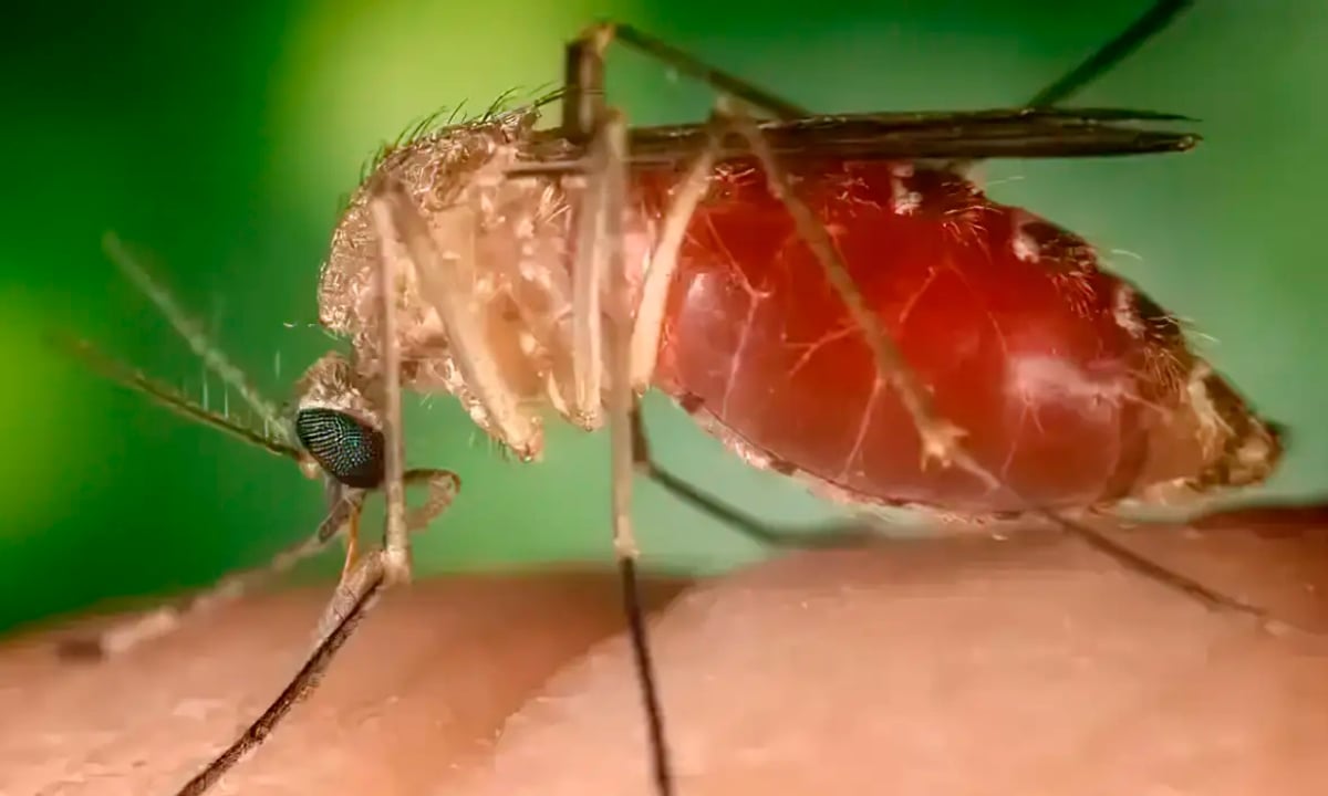 Rio confirma mais duas mortes por febre do Oropouche – CartaCapital
