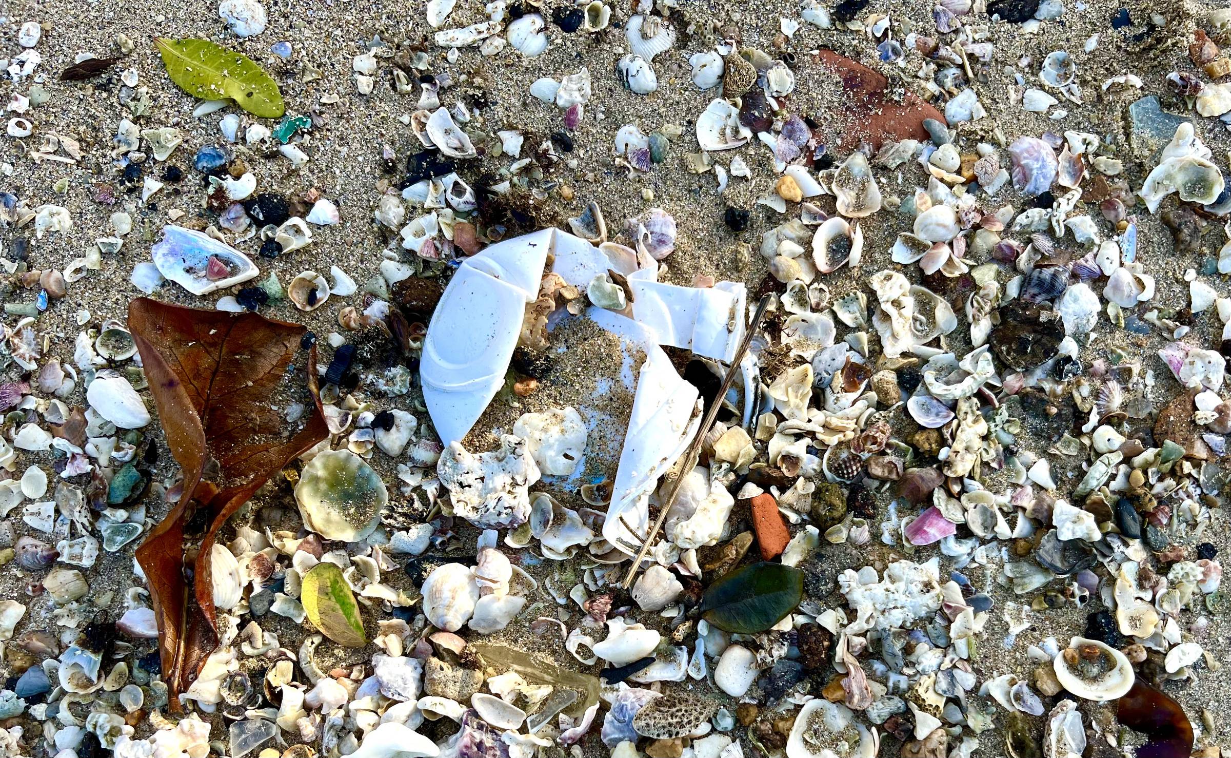 A imagem mostra uma variedade de conchas e detritos na areia de uma praia. Entre as conchas, há fragmentos brancos, folhas secas e pequenos objetos coloridos. O fundo é composto por areia clara, e as conchas variam em tamanho e forma, com algumas apresentando cores como rosa, branco e verde.
