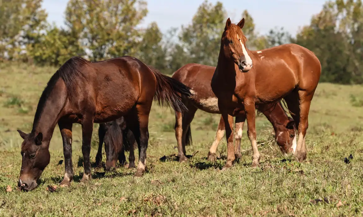 Chega a 284 o número de cavalos mortos por consumo de ração contaminada – CartaCapital