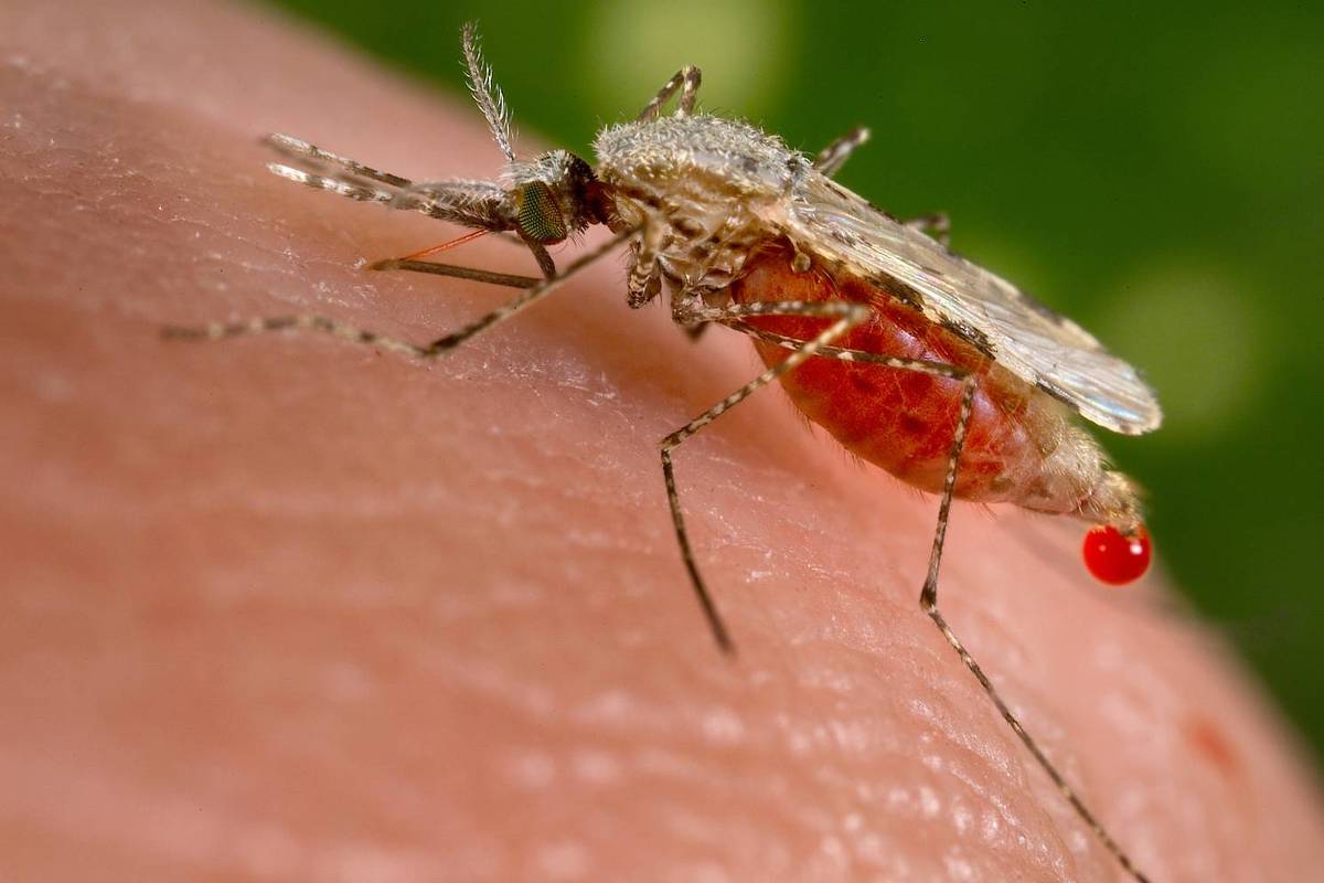 Mosquitos invasores: monitorar para não padecer - 04/07/2025 - Marcia Castro