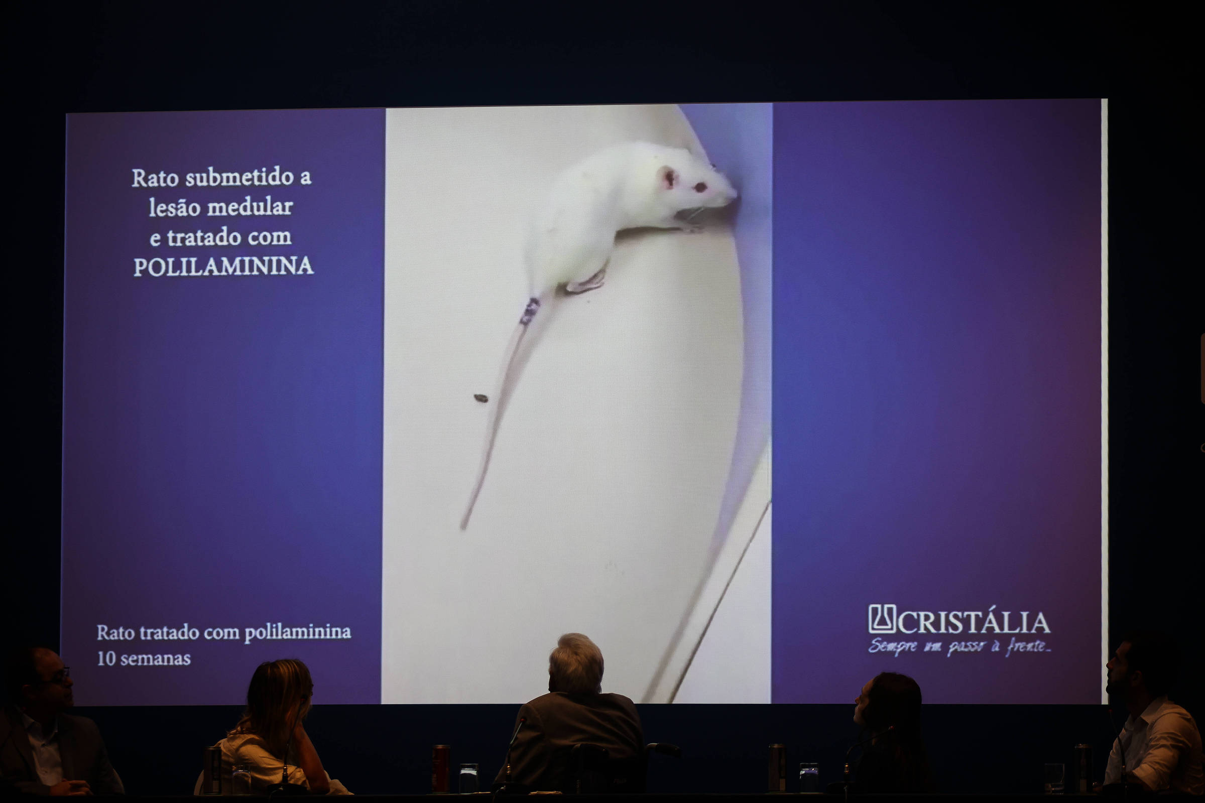 A imagem mostra um rato branco em um fundo claro, aparentemente saudável, que foi submetido a uma lesão medular e tratado com POLILAMININA. O rato está posicionado em uma superfície plana e a imagem é parte de uma apresentação, com texto informativo ao lado. Na parte inferior, há uma referência à empresa Cristália e a duração do tratamento, que é de 10 semanas.