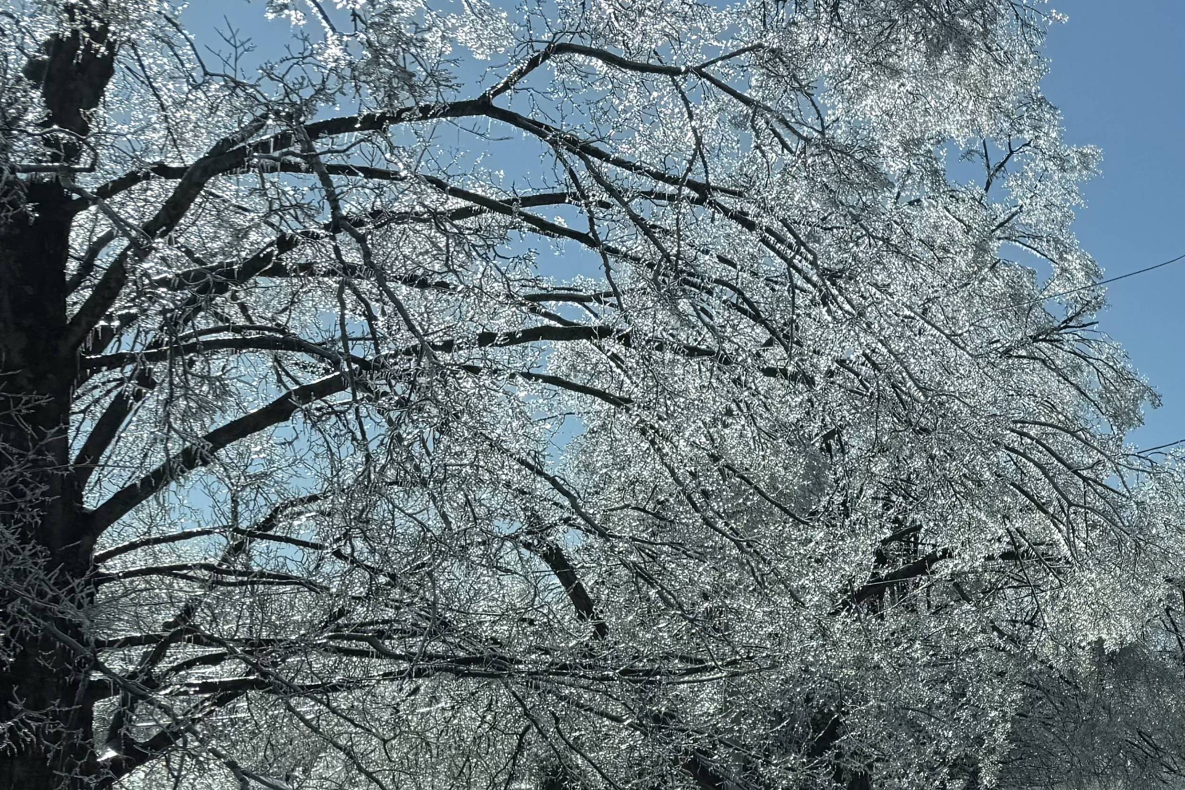 Árvore grande com galhos cobertos por gelo transparente sob céu azul claro. Neve cobre o chão e veículos estão estacionados ao fundo.