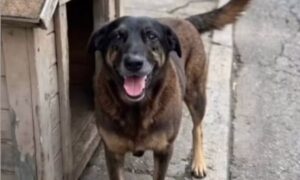 Polícia quer apreender passaporte de envolvido na morte do cão Orelha – CartaCapital