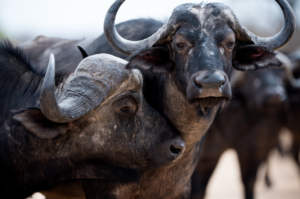 Projeto articula produtores e instituições para obter Indicação Geográfica do leite de búfala em Sarapuí | ASN São Paulo