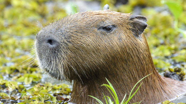 Polícia prende suspeitos de espancar capivara no Rio e classifica ataque como 'bárbaro'