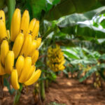 Vale do Ribeira conquista Indicação Geográfica da banana | ASN São Paulo