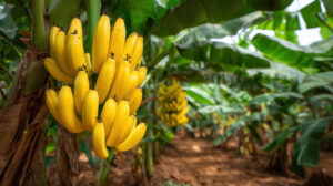 Vale do Ribeira conquista Indicação Geográfica da banana | ASN São Paulo