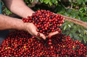 Sebrae-SP participa de conquista da Indicação Geográfica do café do Circuito das Águas Paulista | ASN São Paulo
