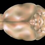 Modelo tridimensional do cérebro humano visto de cima, mostrando os hemisférios cerebrais e estruturas centrais com coloração em tons de bege e marrom claro.