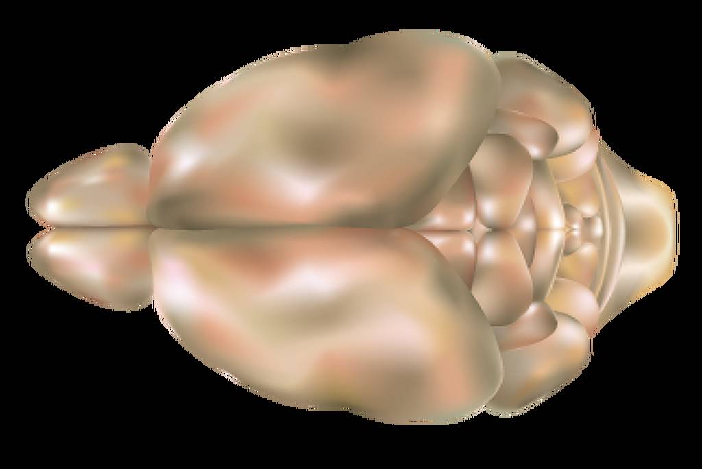 Modelo tridimensional do cérebro humano visto de cima, mostrando os hemisférios cerebrais e estruturas centrais com coloração em tons de bege e marrom claro.