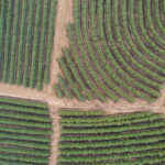 Plantação de café em Guaxupé (MG)