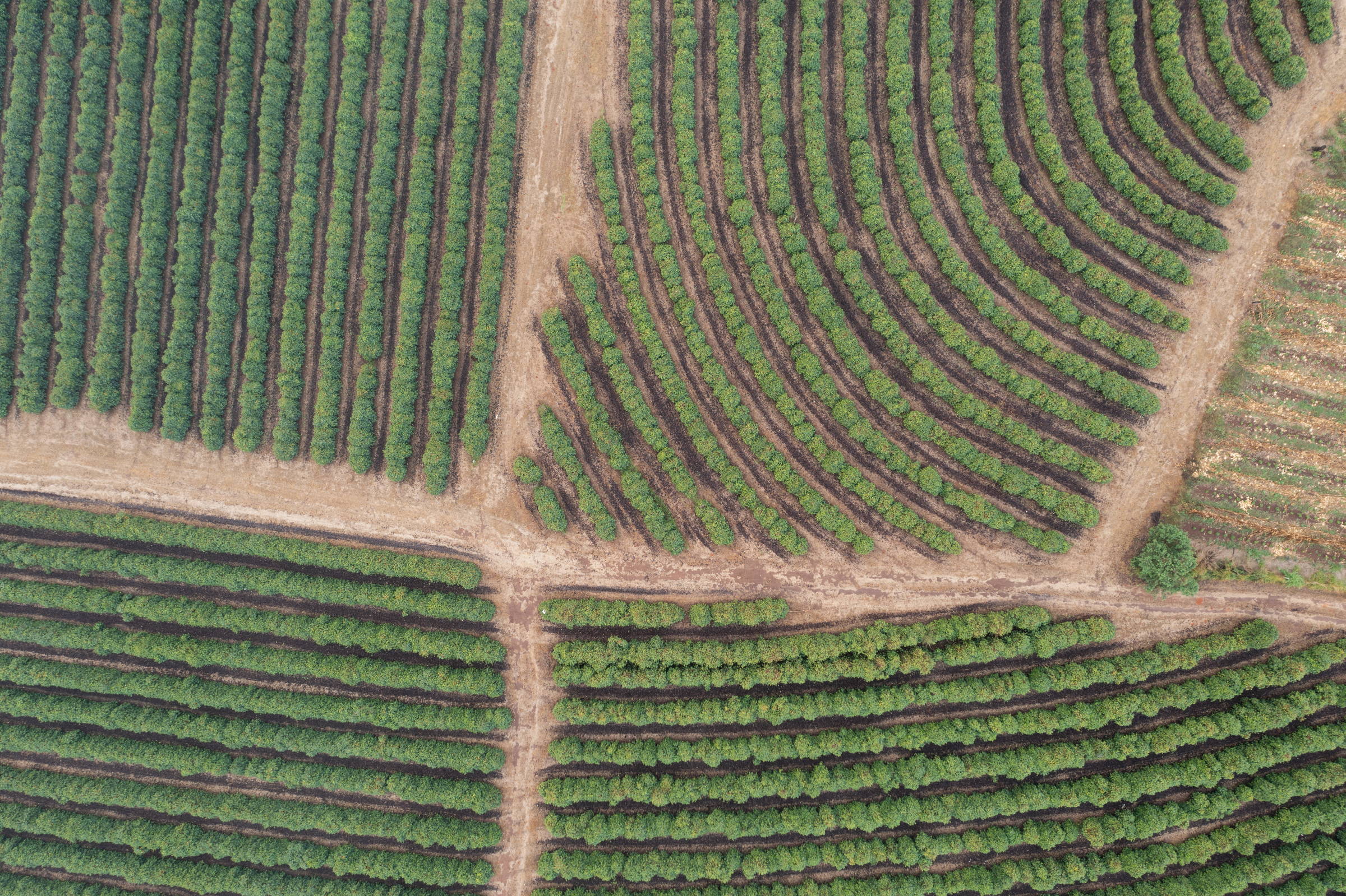 Plantação de café em Guaxupé (MG)