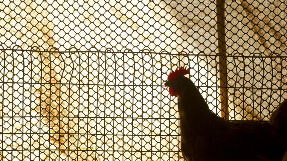 Como o cooperativismo tirou o apelo do êxodo rural