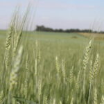Plantação de trigo no norte do Paraná