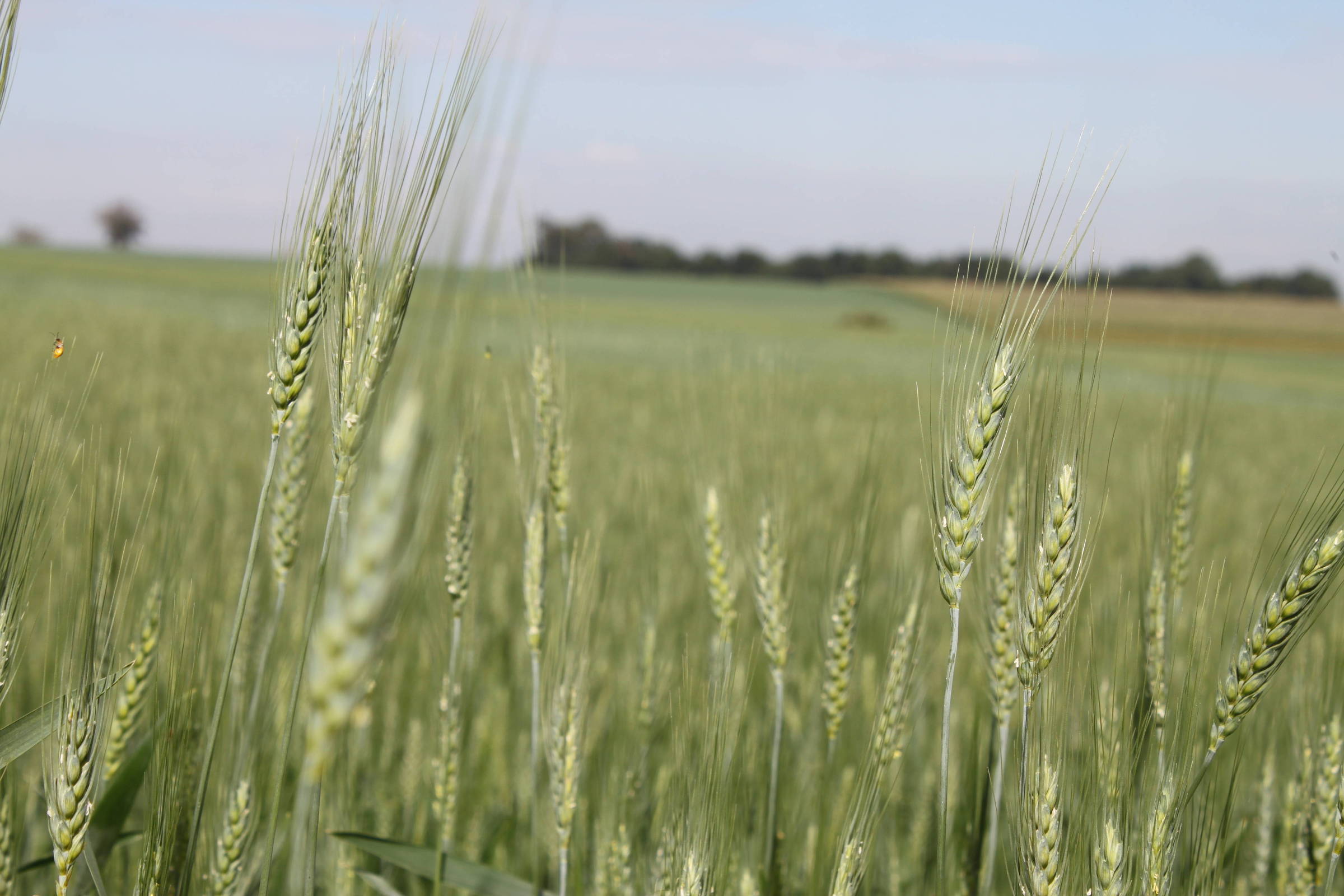 Plantação de trigo no norte do Paraná