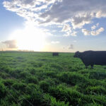 Homem caminha ao lado de cerca de arame em pasto verde com duas vacas pretas. Sol baixo no horizonte ilumina céu parcialmente nublado.