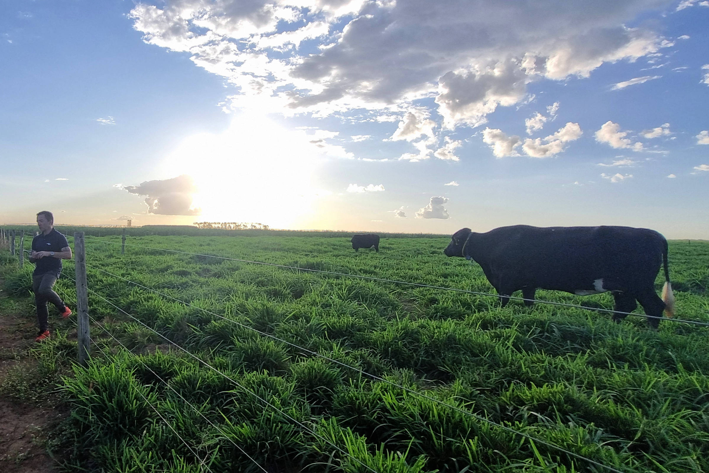 Homem caminha ao lado de cerca de arame em pasto verde com duas vacas pretas. Sol baixo no horizonte ilumina céu parcialmente nublado.