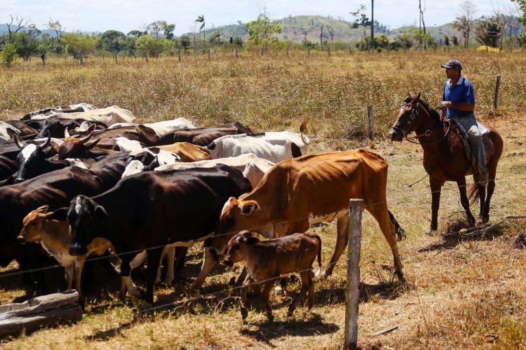 Agropecuária - criação de animais - bois gado fazendas fazendeiros produtores rurais propriedades campo rural agronegócio (São Félix do Xingu-PA)